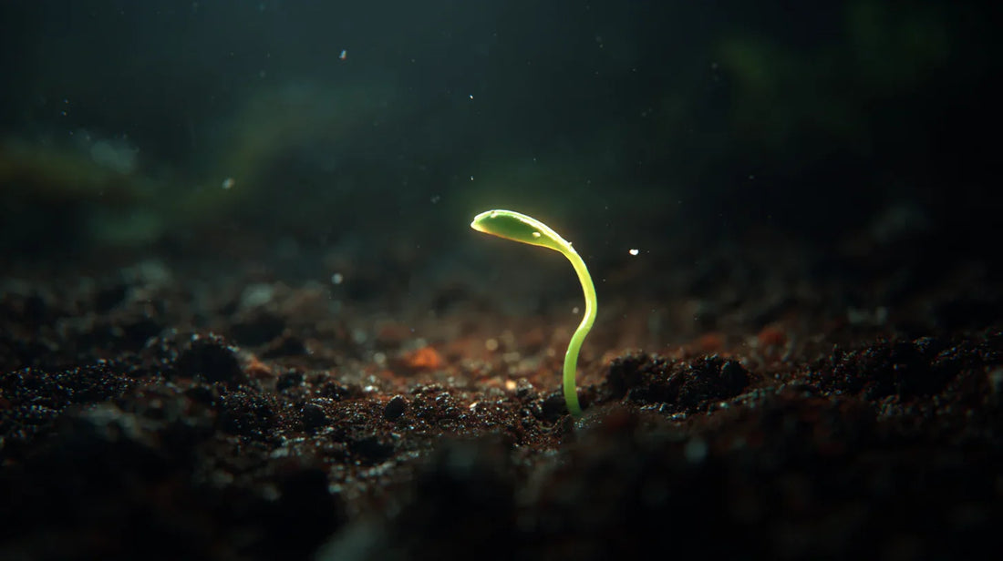 《一粒种子，与，宇宙的回信》