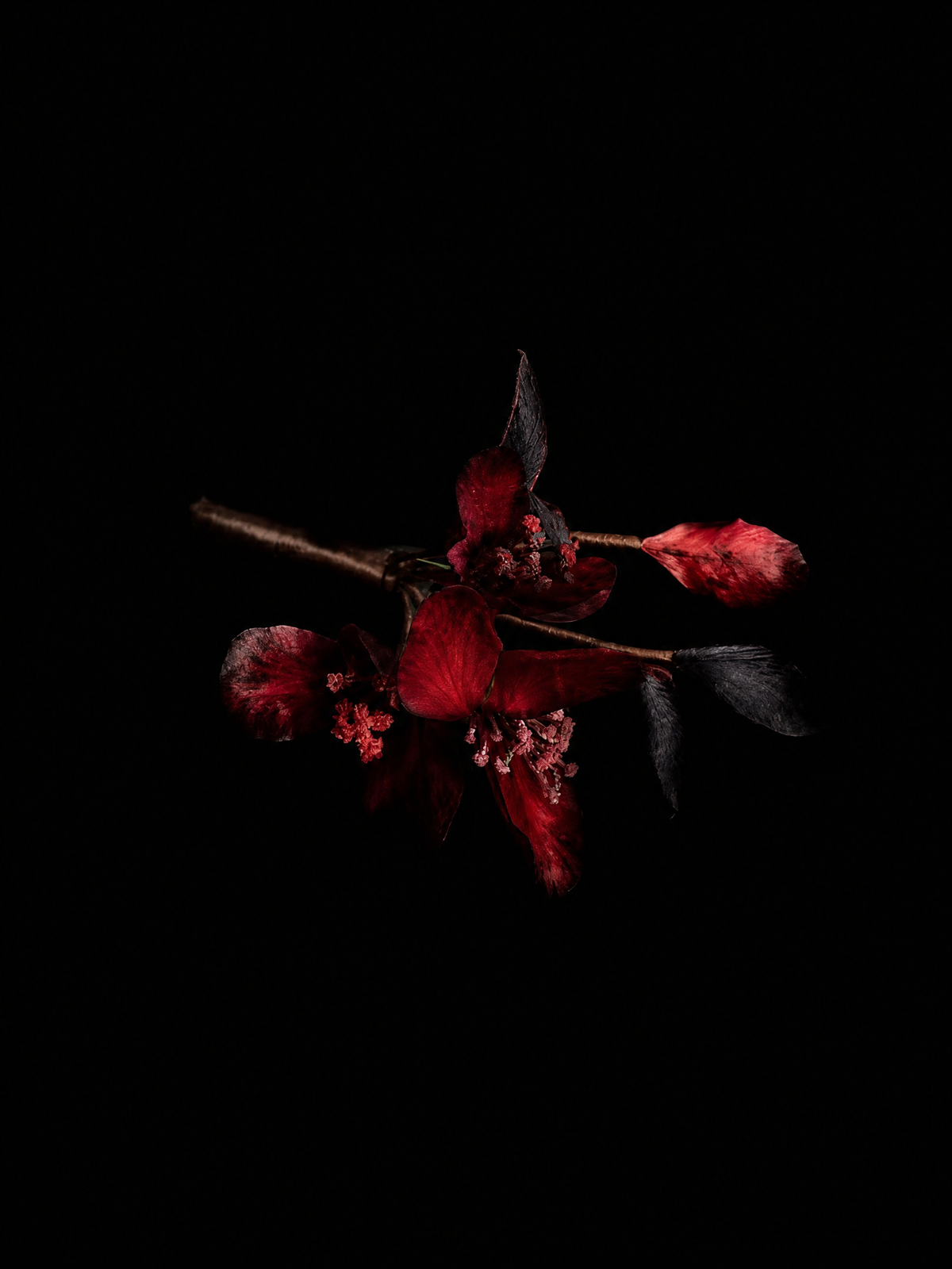 The Coagulated Embers
