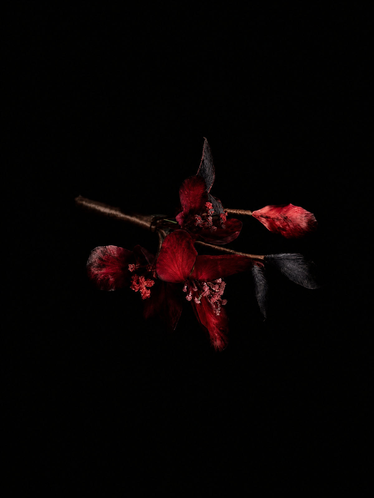 The Coagulated Embers