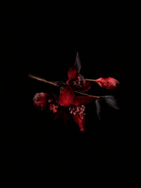 The Coagulated Embers